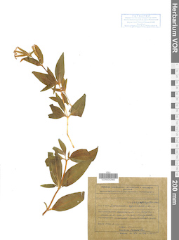 VOR 0042960