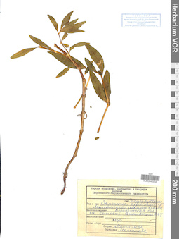 VOR 0042958