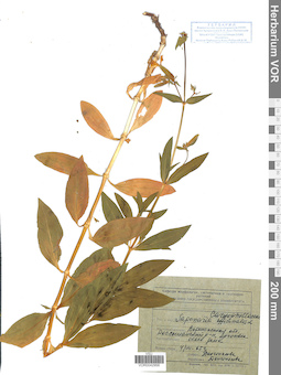 VOR 0042956