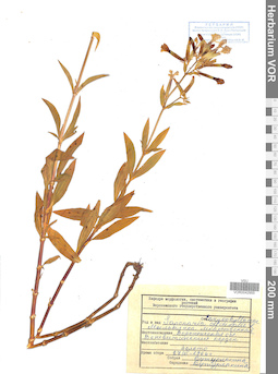 VOR 0042955
