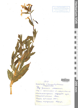 VOR 0042954