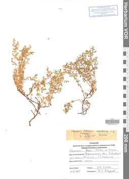 VOR 0042419