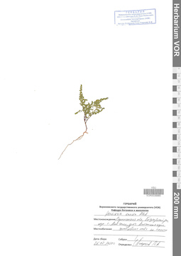 VOR 0039985