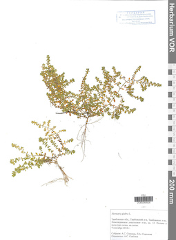 VOR 0040626