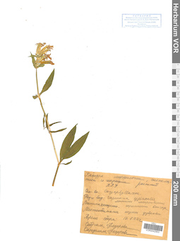 VOR 0042953