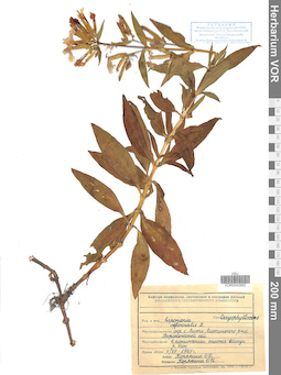 VOR 0042952