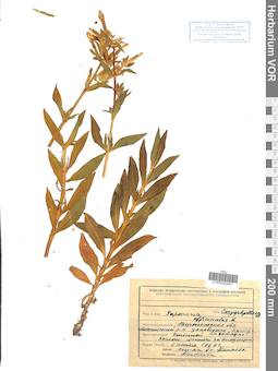 VOR 0042951