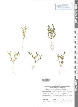 VOR 0042303
