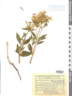 VOR 0042950