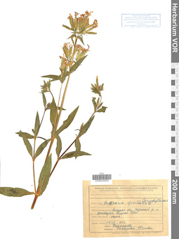 VOR 0042949
