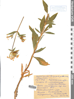 VOR 0042948