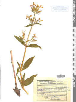 VOR 0042947