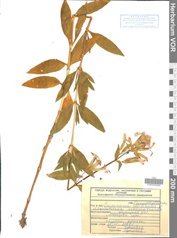 VOR 0042946