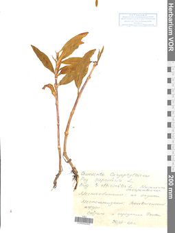 VOR 0042945