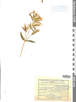 VOR 0042944