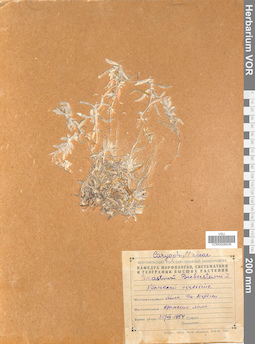 VOR 0006636