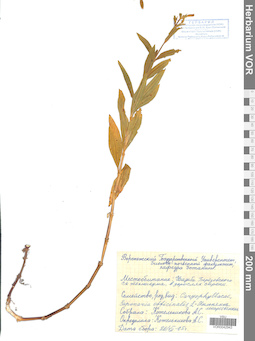 VOR 0042943