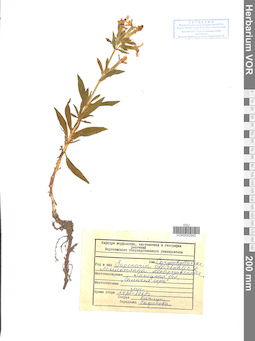 VOR 0042942