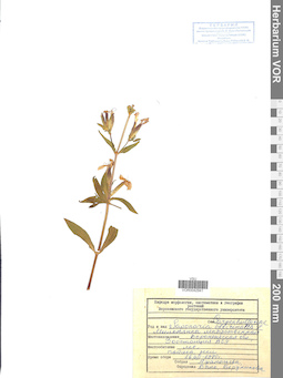 VOR 0042941