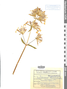 VOR 0042940