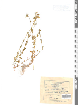 VOR 0006642