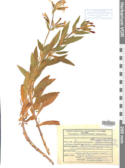 VOR 0042937