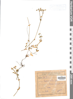 VOR 0006640