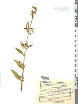 VOR 0042936