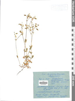 VOR 0006646