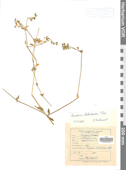 VOR 0006645