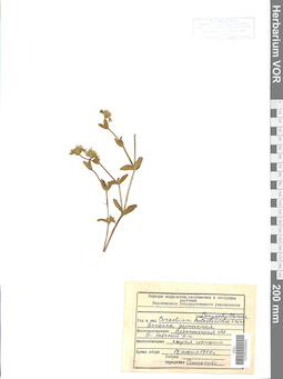 VOR 0006644