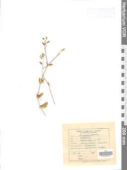 VOR 0006643