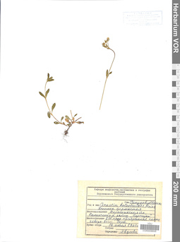 VOR 0006648
