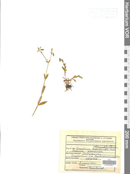 VOR 0006671
