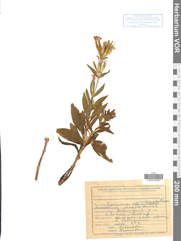 VOR 0042933