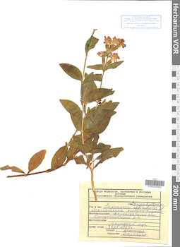 VOR 0042932