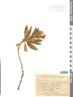 VOR 0042928