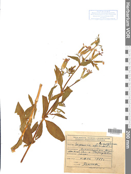 VOR 0042926