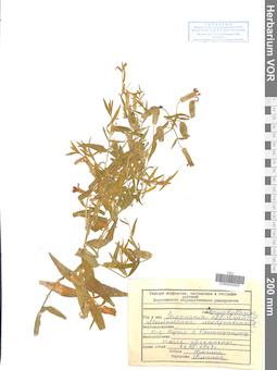 VOR 0042925