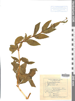 VOR 0042923