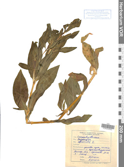 VOR 0042922
