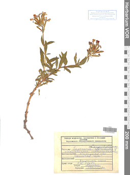 VOR 0042920