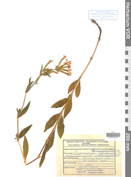 VOR 0042919