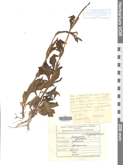 VOR 0042917