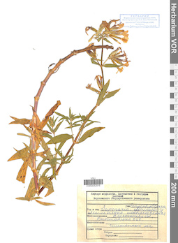 VOR 0042916