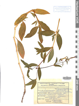 VOR 0042915