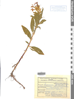 VOR 0042914