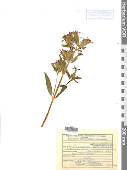 VOR 0042910