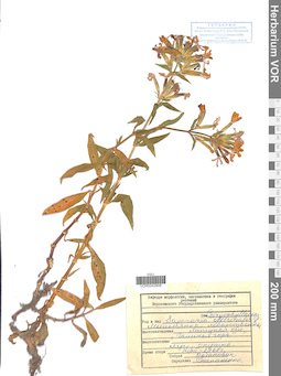 VOR 0042908