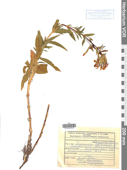 VOR 0042907